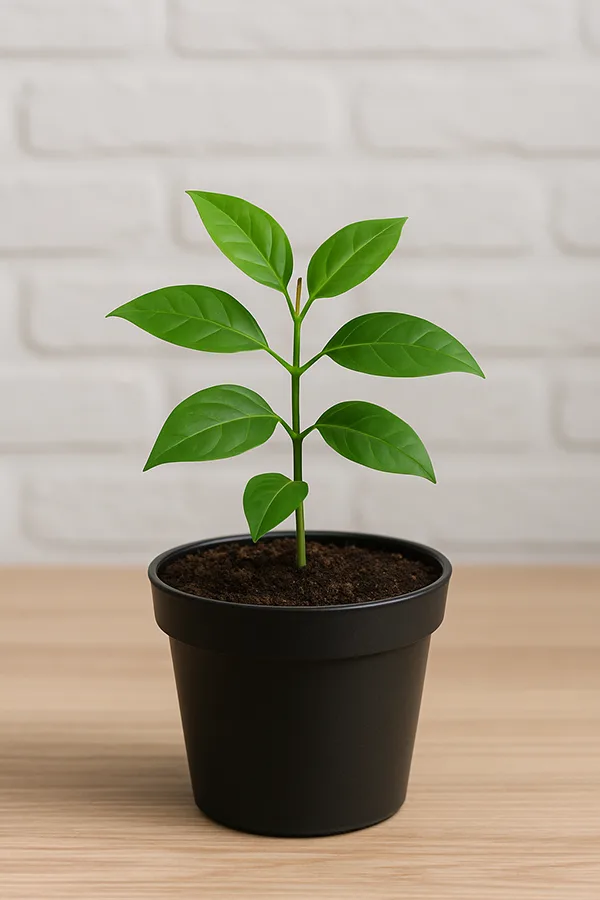 E-commerce marketing – garden plants